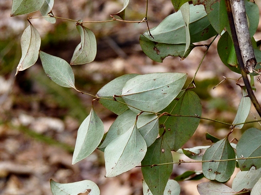 {Smilax glauca}
